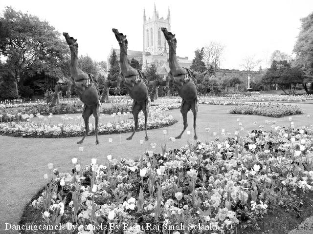 Performing Camels in the Abbey Gardens